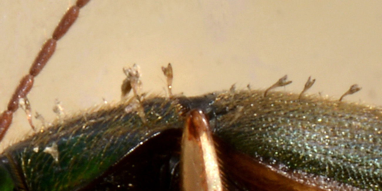Carabidae: Elaphropus sp.?  No, Tachyura sp.